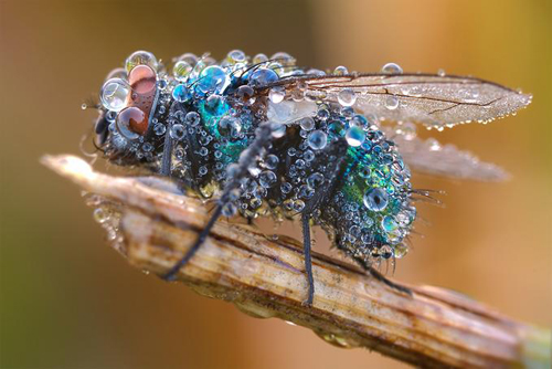 Macro Photography Examples | 21 Photos To Blow Your Mind