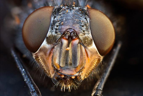 Macro Photography Examples | 21 Photos To Blow Your Mind