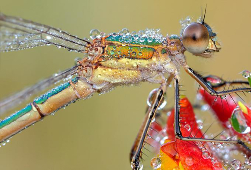 Macro Photography Examples | 21 Photos To Blow Your Mind