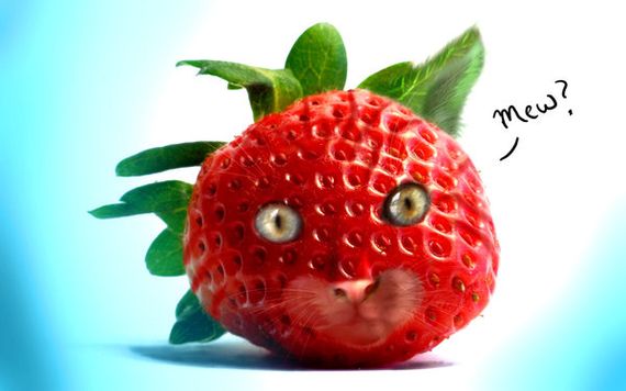 cat strawberry