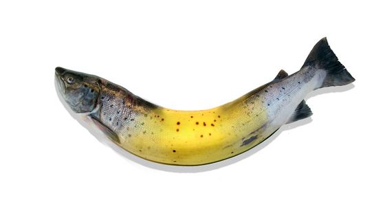 Banana_Salmon