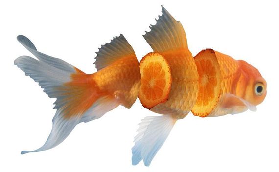 sliced goldfish