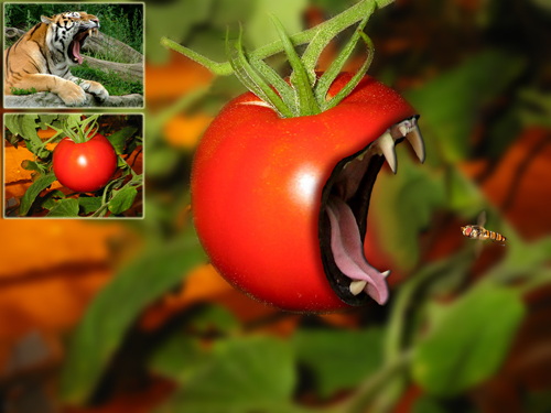 tomato eating bee