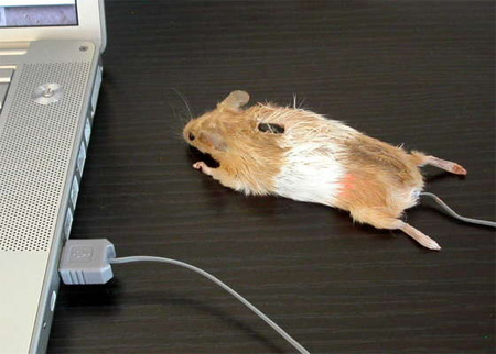 computermouse06