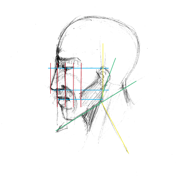 face proportions from profile
