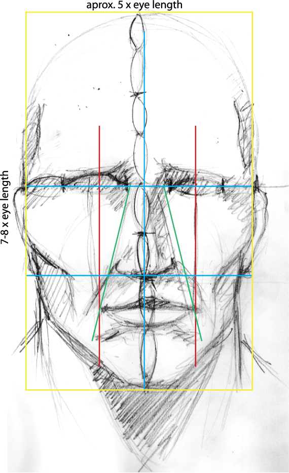 Drawing vector portraits Part 1 The facial structure Graphic design