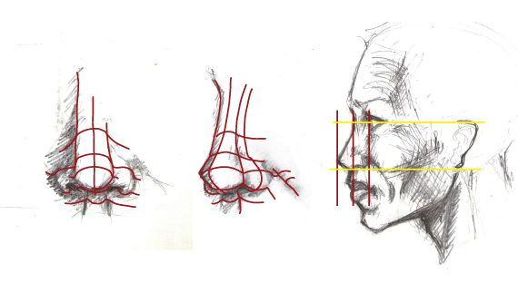 Drawing vector portraits : The Nose 3