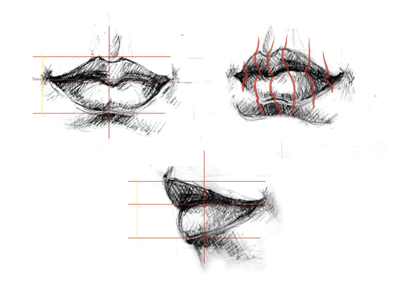 Lip Vector Drawing Proportions - 3
