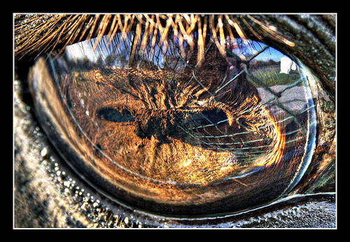 animal eye reflection hdr