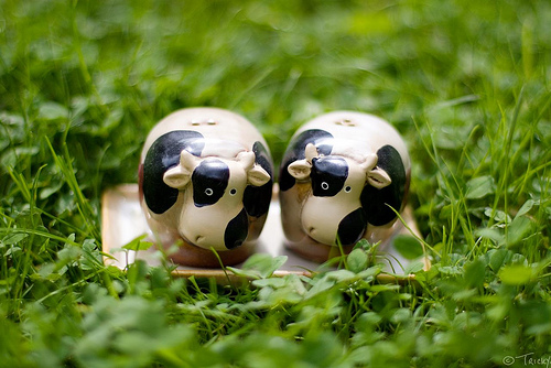 spotted cows salt and pepper shaker design