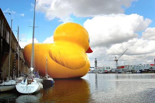 rubber duck