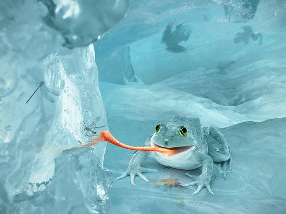 Snow frog photoshop tutorial