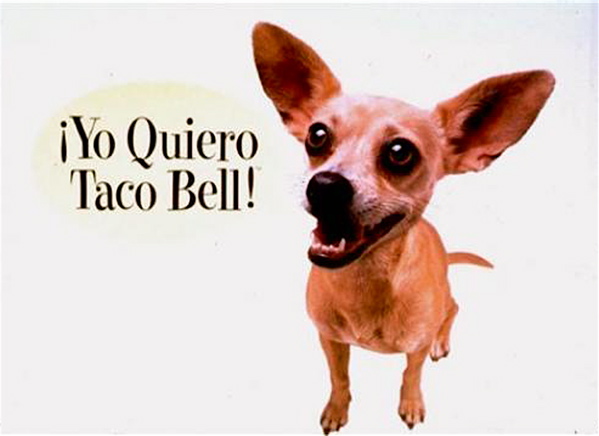 yo-quiero-taco-bell-chihuahua