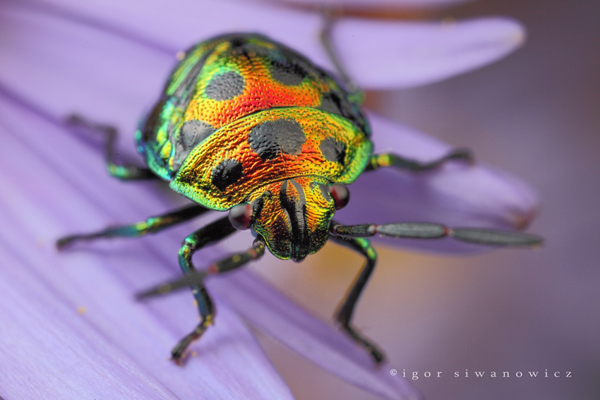 Insect-macro-photography-13
