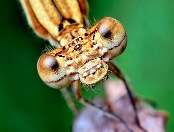 Insect-macro-photography-14