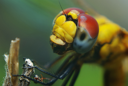 Insect-macro-photography-15
