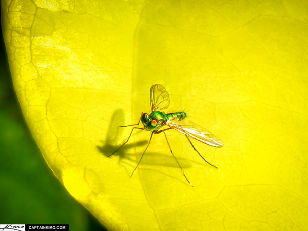 Insect-macro-photography-20