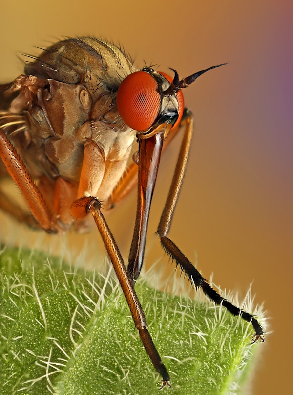 40 Most Breathtaking Insect  Macro  Photos of 2011 PIXEL77