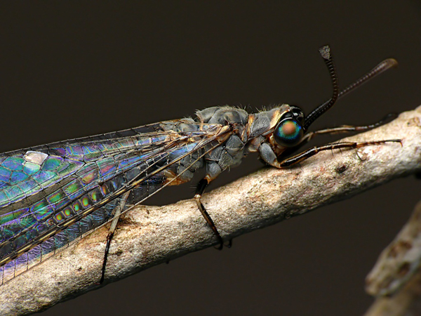Learn About 40 Most Breathtaking Insect Macro Photos of 2011
