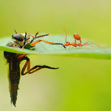 40 Most Breathtaking Insect Macro Photos of 2011