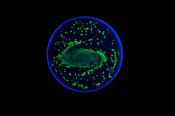 Bacteriography-unique-art-microbiologist-Zachary-Copfer-3