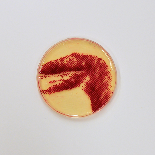 Bacteriography-unique-art-microbiologist-Zachary-Copfer-4