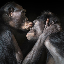 “More Than Human” Book and Exhibition by Renowned Photographer Tim Flach