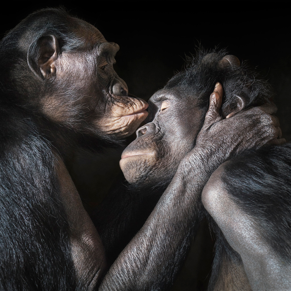 0012_Bonobos_kiss-copy