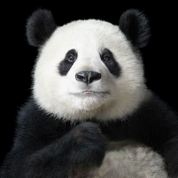 0021_Panda_Portrait-copy