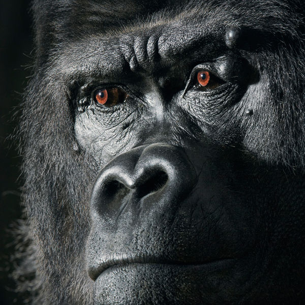 0026_Gorilla_Portrait-copy