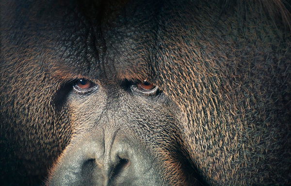 0028_Orangutan_Eyes_Lookin-copy