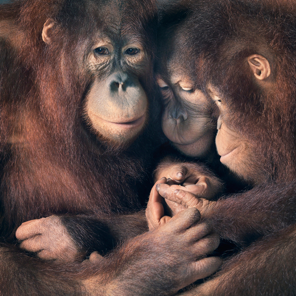 029_Orangutan_group-copy