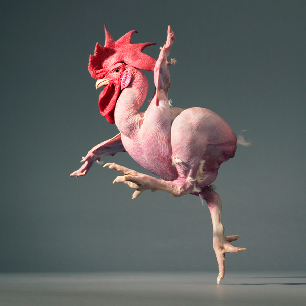 0034_Running-chicken-copy