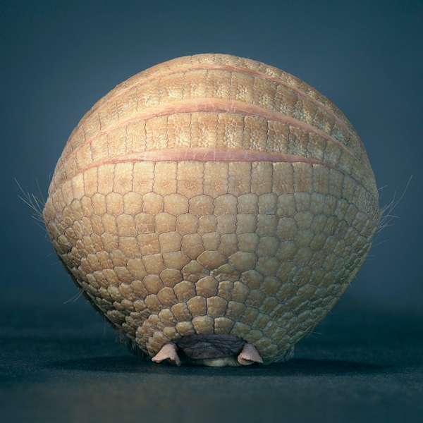 0086_Armadillo_ii-copy