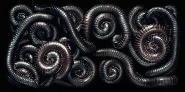 0088_Millipede_DPS-copy