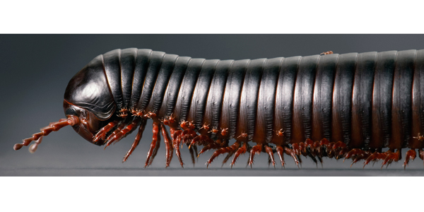 0089_Millipede_Train-new-F-copy