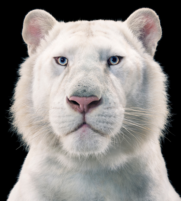 0098_White_Tiger-copy