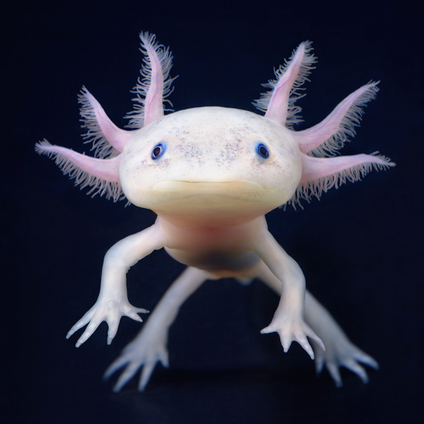 0138_Axolotl