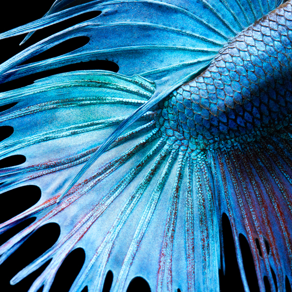 0139_Fighting_Fish_Abstrac-copy