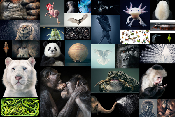 Tim-Flach-Photography-More-Than-Human