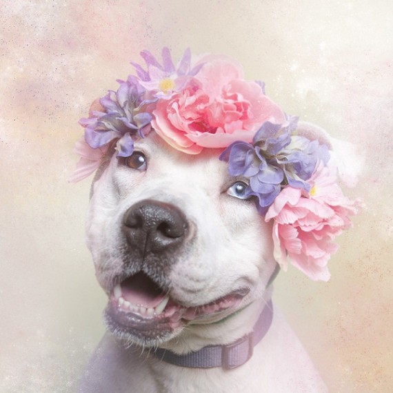 The-Softer-Side-of-Pit-Bulls-1