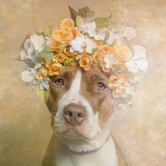 The-Softer-Side-of-Pit-Bulls-2