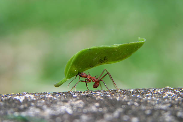 macro photography