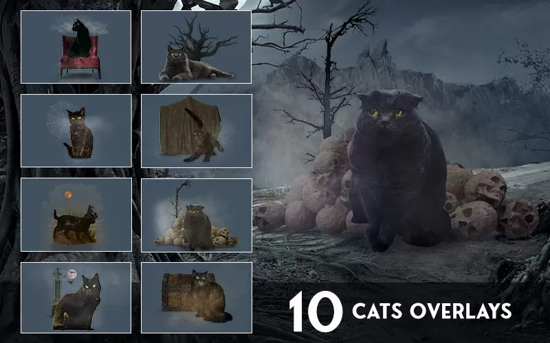 10 Cats overylays